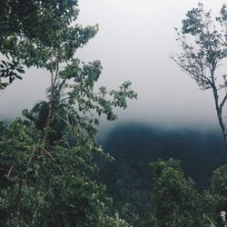 Trees against sky