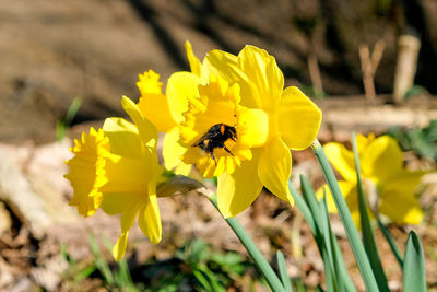 Close-up of bee pollinating on yellow flower