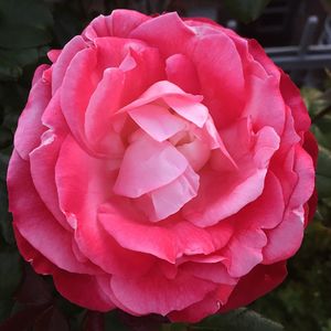 Close-up of rose blooming outdoors