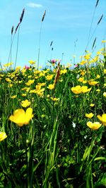 Close-up of yellow flowering plants on field against sky