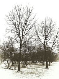 Bare trees on snow covered field