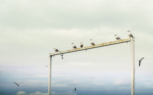 Low angle view of seagulls perching on metal structure