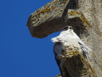 Low angle view of bird perching on tree against sky