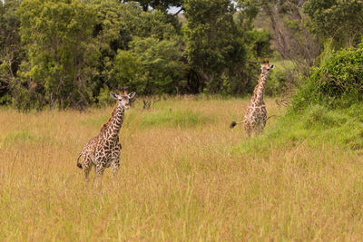 Giraffe standing on grass