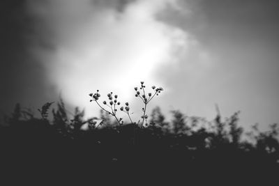 Close-up of plants at sunset