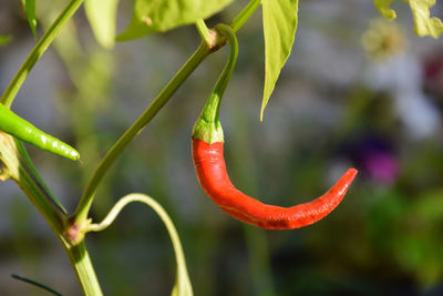 Close-up of red chili peppers on plant