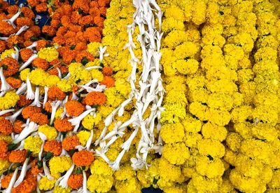 High angle view of yellow flowering plant