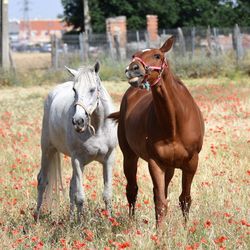 Horses standing on field