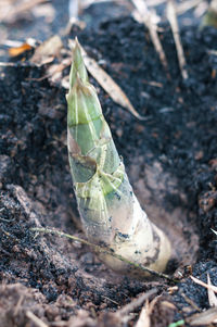 High angle view of plant growing on field