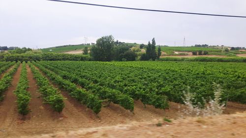 Scenic view of vineyard against sky