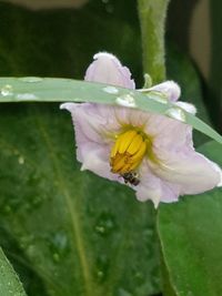 Close-up of insect on yellow flower