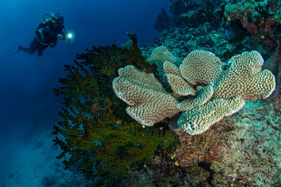 Scuba diving in sea