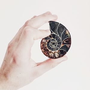 Close-up of hand holding ammonite against white background