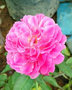 Close-up of bee on pink flower