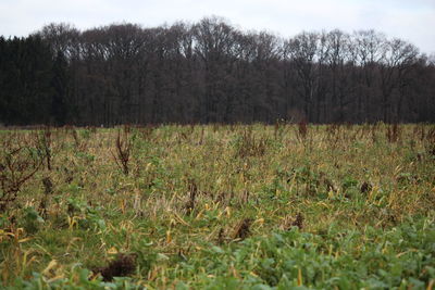 Scenic view of field against sky