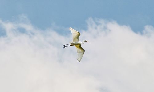 Low angle view of seagull flying in sky