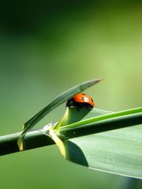 Close-up of ladybug on leaf