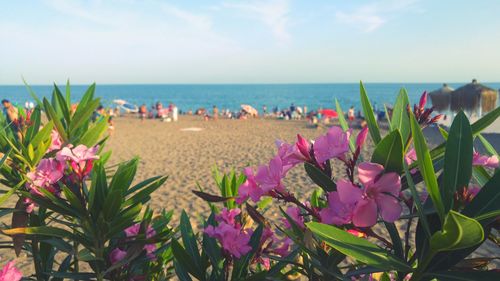 Pink flowering plants at beach against sky