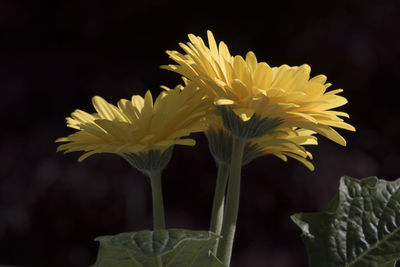 Close-up of yellow flowering plant