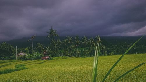 Scenic view of field against sky