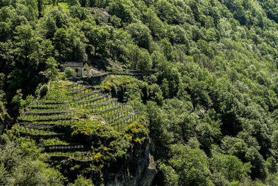 Scenic view of forest