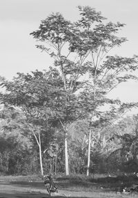 Trees against sky