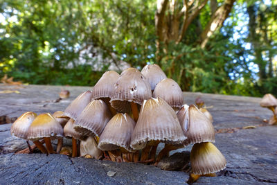 Close-up of mushrooms on wood