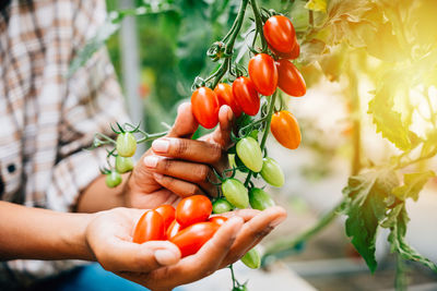 Cropped hand of woman picking tomatoes