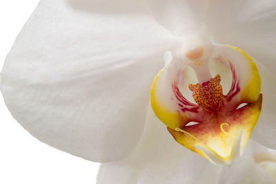 Close-up of white flower