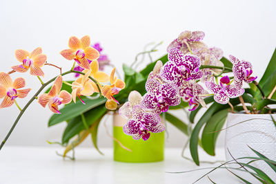 Close-up of pink  orchids flowers in pot. care of potted plants at home. phalaenopsis. orchidaceae. 