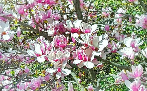 Close-up of pink flowers