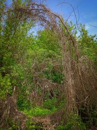 Trees growing on field against sky