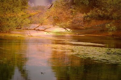 Scenic view of lake in forest during autumn