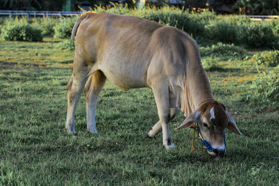 Horses grazing in a field