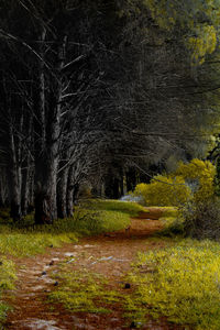 Trees in forest