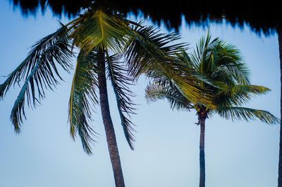 Low angle view of coconut palm tree against sky