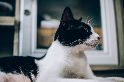 Close-up of a cat looking away at home