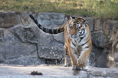 Cat in a zoo