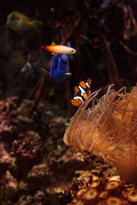 Close-up of fish swimming in sea