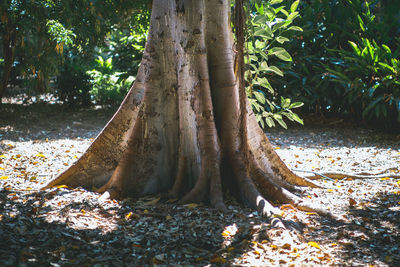 Close-up of tree roots in forest