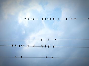 Low angle view of birds perching on cable against sky