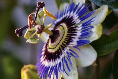 Close-up of purple flowering plant