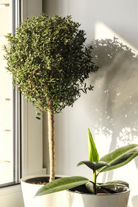 Close-up of potted plant on window