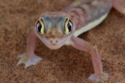 Close-up portrait of a gecko
