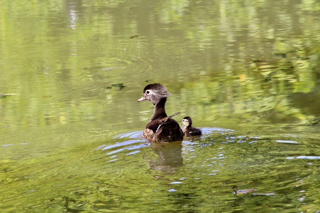 DUCK SWIMMING IN A LAKE