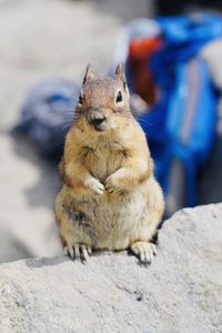 Portrait of squirrel on rock