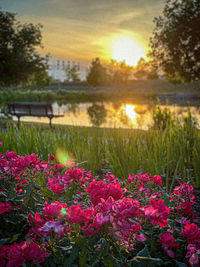 Close-up of pink flowering plants on field against sky during sunset