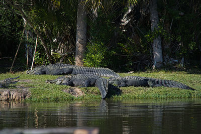 Close up view of a lizards alligators gators on grass