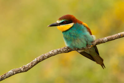 Close-up of bird perching on branch