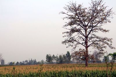 Scenic view of grassy field against sky